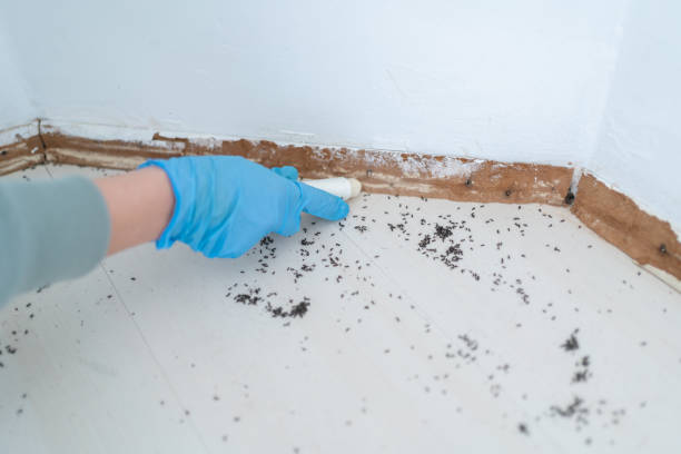 Best Affordable Pest Control Services  in Wheaton, MD